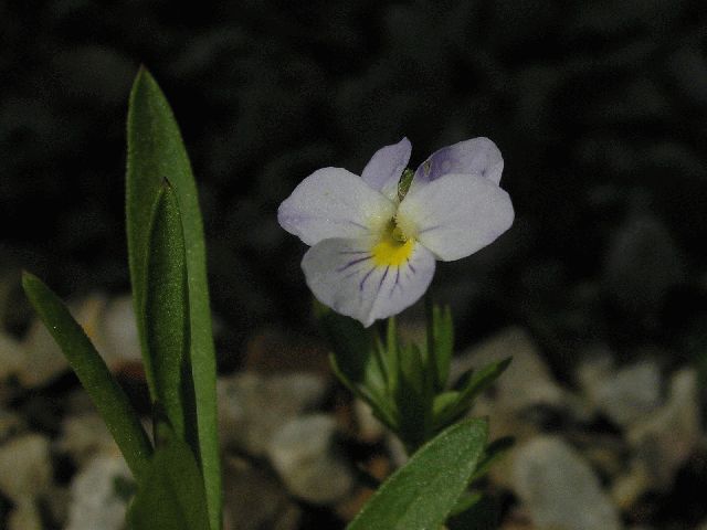 Field Pansy (Viola bicolor)