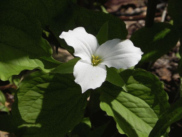 Large-Flowered Trillium (Trillium grandiflorum)
