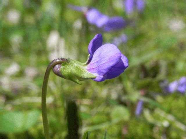 Common Blue Violet (Viola papilionacea)
