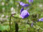 Common Blue Violet (Viola papilionacea), tech