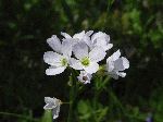 Cuckoo Flower (Cardamine pratensis), flower