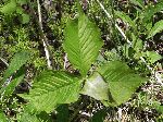 Jack-in-the-Pulpit (Arisaema triphyllum), leaf