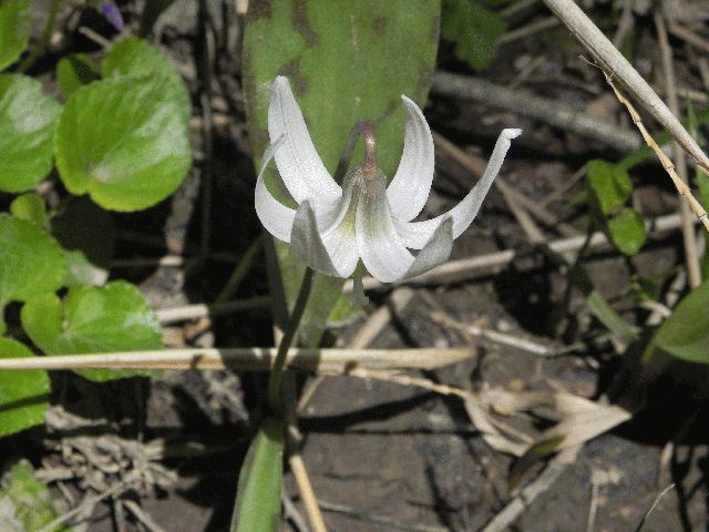 White Trout-Lily (Erythronium albidum)