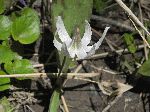White Trout-Lily (Erythronium albidum), flower