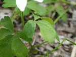 Wood Anemone (Anemone quinquefolia), leaf