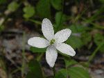 Wood Anemone (Anemone quinquefolia), flower