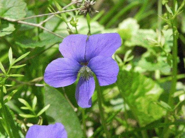 Wooly Blue Violet (Viola sororia)