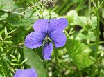 Wooly Blue Violet (Viola sororia), flower