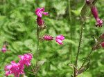 Red Campion (Silene dioica), tech