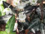Spotted Wintergreen (Chimaphila maculata), tech