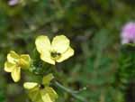 Tumble Mustard (Sisymbrium altissimum), flower