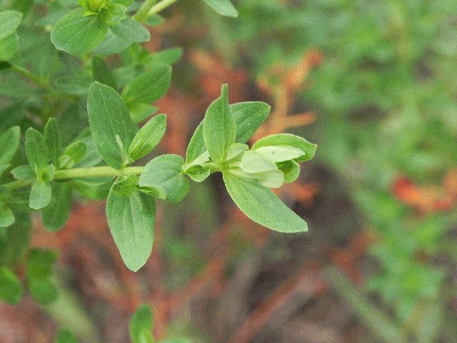 Common St. Johnswort (Hypericum perforatum)