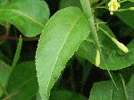 Northern Bush Honeysuckle (Lonicera villosa), leaf