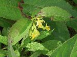 Northern Bush Honeysuckle (Lonicera villosa), flower