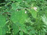 Spreading Dogbane (Apocynum androsaemifolium), leaf