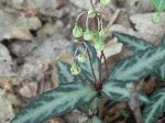 Spotted Wintergreen (Chimaphila maculata), bud