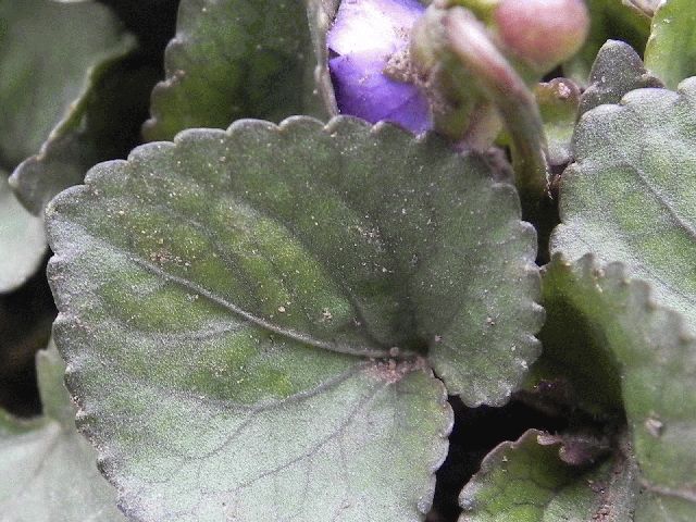 Southern Wood Violet (Viola hirsutula)