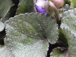 Southern Wood Violet (Viola hirsutula), leaf