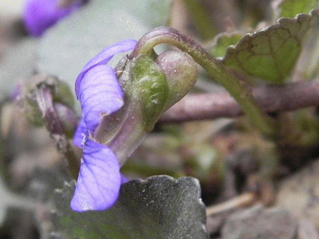 Southern Wood Violet (Viola hirsutula)