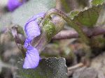 Southern Wood Violet (Viola hirsutula), tech