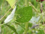 Groundnut (Apios americana), leaf