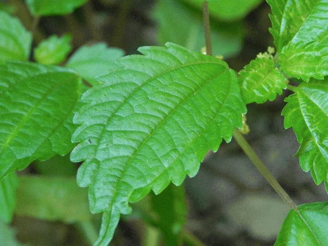 Clearweed (Pilea pumila)