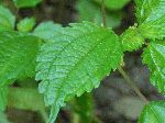 Clearweed (Pilea pumila), leaf