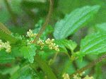 Clearweed (Pilea pumila), flower