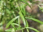 Peppergrass (Lepidium virginicum), leaf