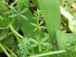 Rough Bedstraw (Galium asprellum), leaf