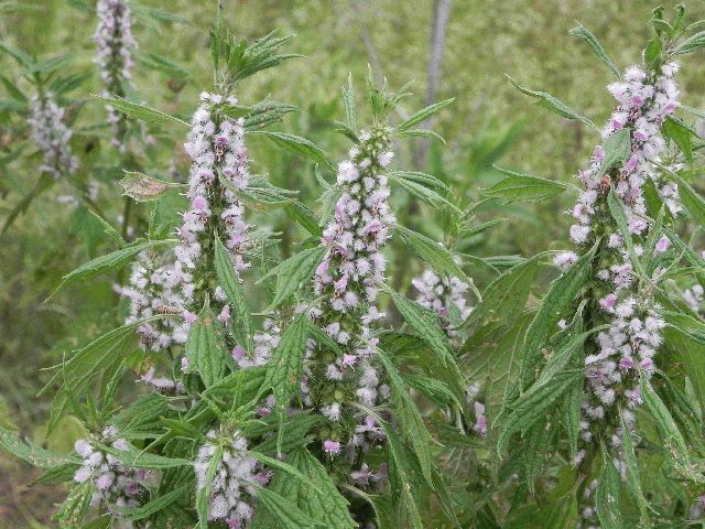 Wildflower: Motherwort (Leonurus cardiaca), Panhandle Trail
