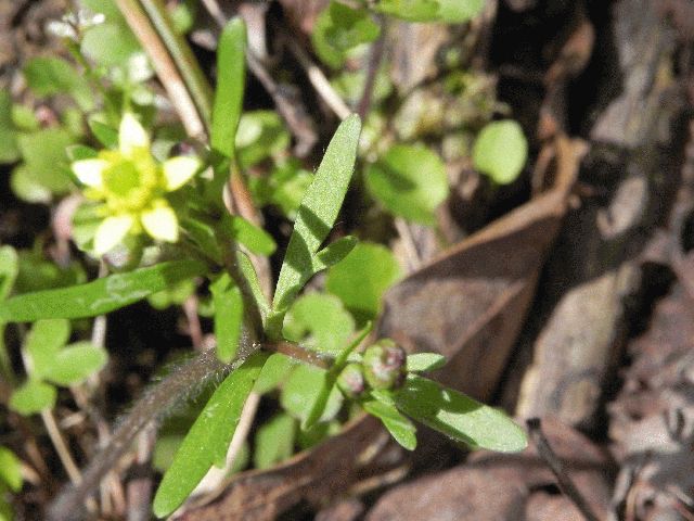 Kidney-Leaf Buttercup (Ranunculus abortivus)