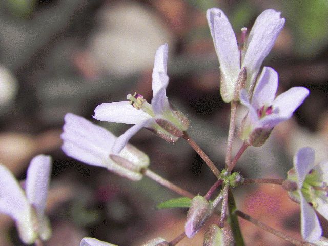 Purple Cress (Cardamine douglassii)