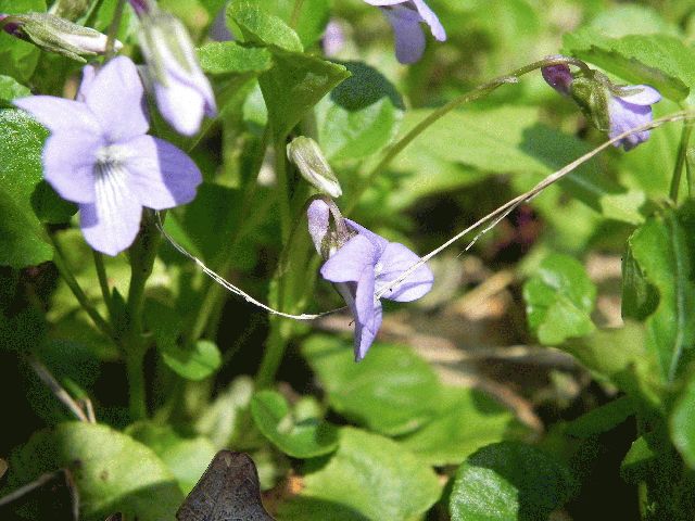 Dog Violet (Viola labradorica)