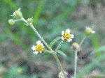 Quickweed (Galinsoga quadriradiata), flower