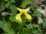 Downy Yellow Violet (Viola pubescens), flower