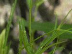 Lesser Stitchwort (Stellaria graminea), leaf