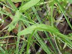 Corn Salad (Valerianella locusta), leaf