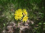 Yellow Hawkweed (Hieracium pratense), flower