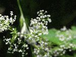 Marsh Bedstraw (Galium palustre), flower