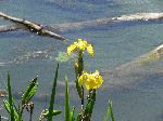 Yellow Iris (Iris pseudacorus), flower