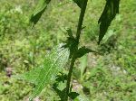 Daisy Fleabane (Erigeron annuus), leaf