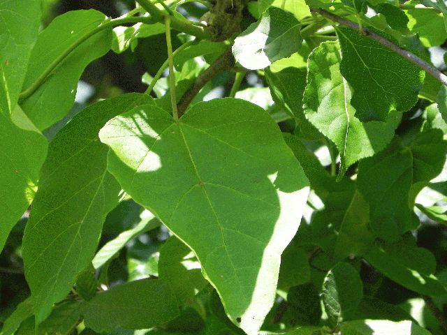 Northern Catalpa Tree (Catalpa speciosa)