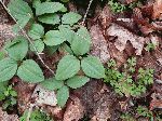 Snow Trillium (Trillium nivale), leaf