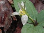 Snow Trillium (Trillium nivale), flower