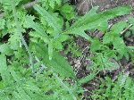 Tumble Mustard (Sisymbrium altissimum), leaf