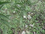 White-Bracted Thoroughwort (Eupatorium leucolepis), leaf