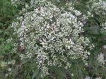 White-Bracted Thoroughwort (Eupatorium leucolepis), flower