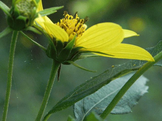 Thin-Leaved Sunflower (Helianthus decapetalus)