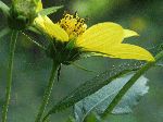Thin-Leaved Sunflower (Helianthus decapetalus), flower